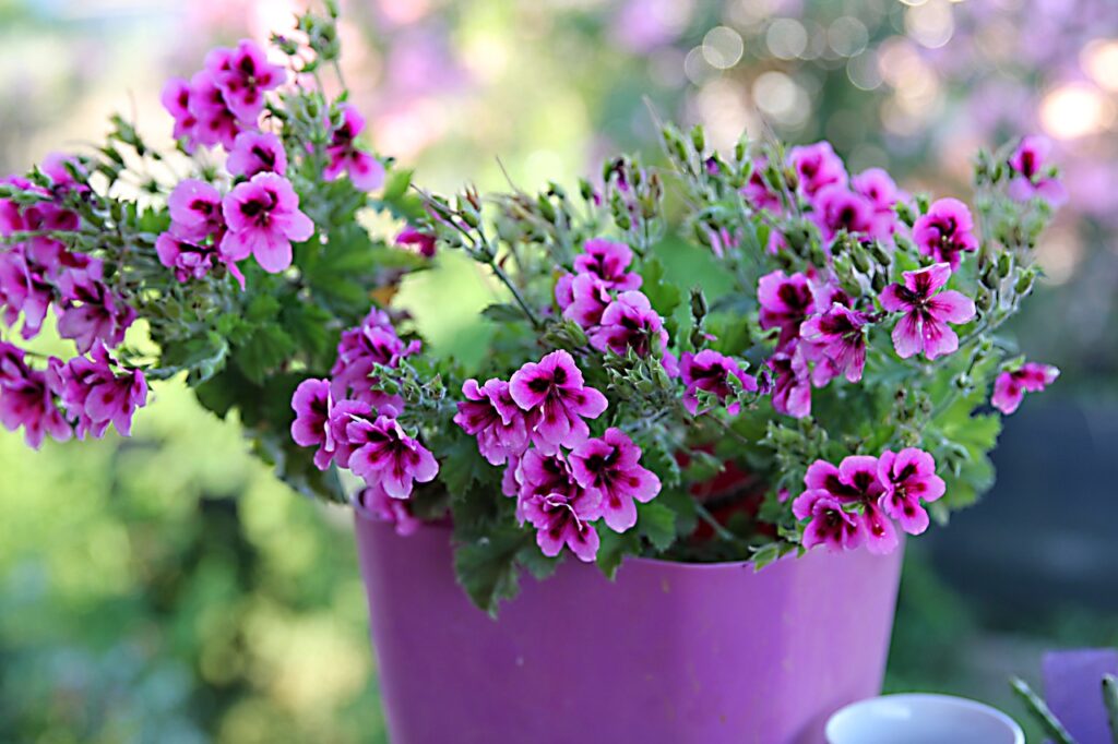 RVing, zunirvparklongtermstay, Amenity, Amenities, Kingman AZ RV campground amenities, Local attractions near Kingman RV park